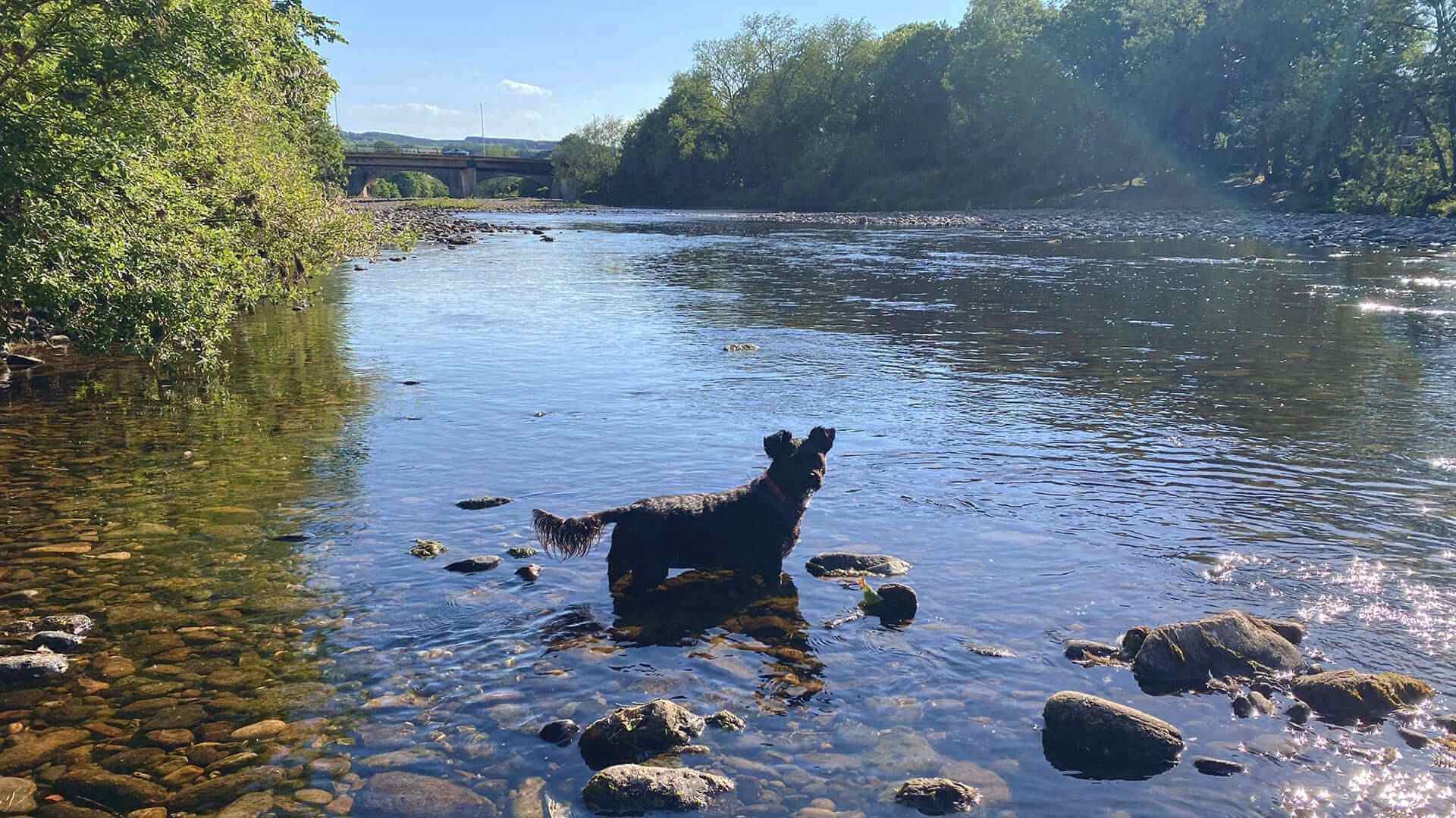 Dog paddling in the River Tyne near Haydon Bridge
